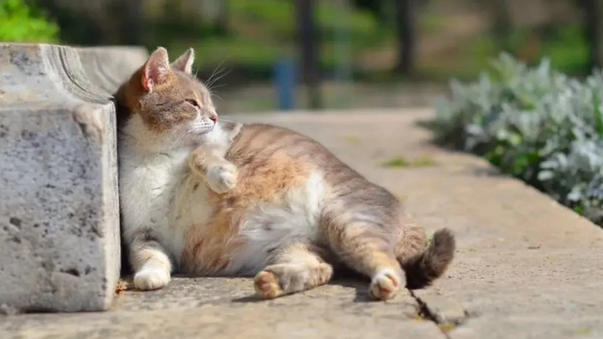 Emziren Kedi Ne Kadar Mama Yemeli? Anne Kediye Süt Yapması İçin Ne Verilir?