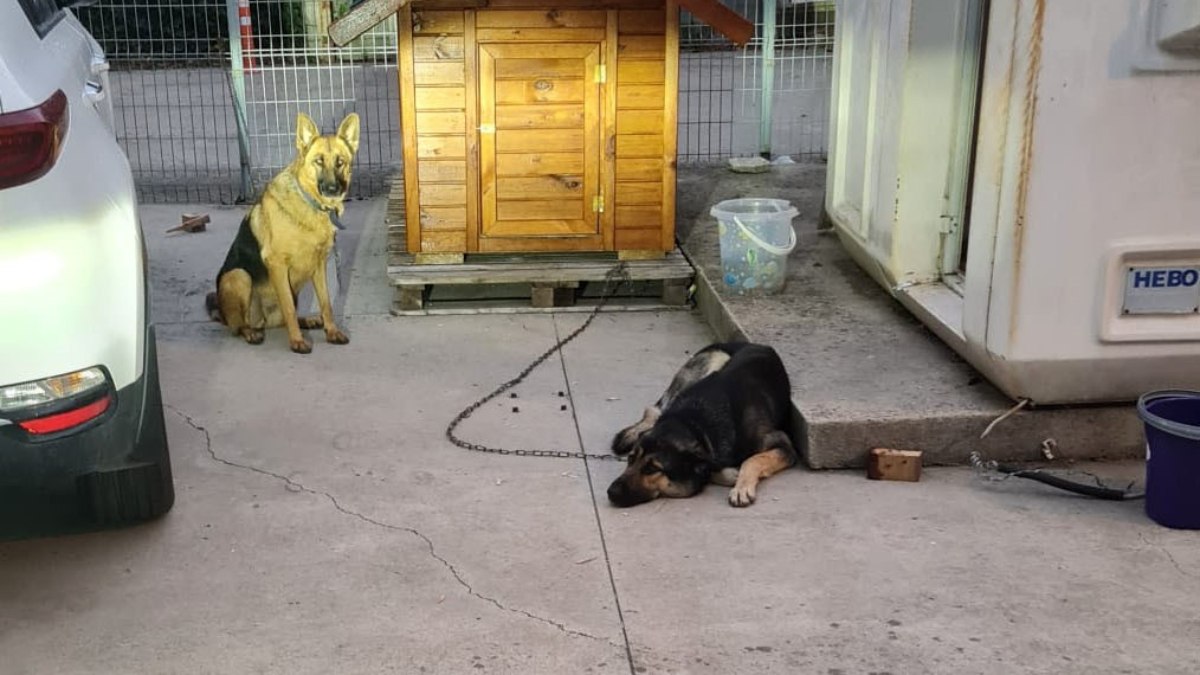 İstanbul’da lise öğrencisi köpek saldırısından son anda kurtuldu