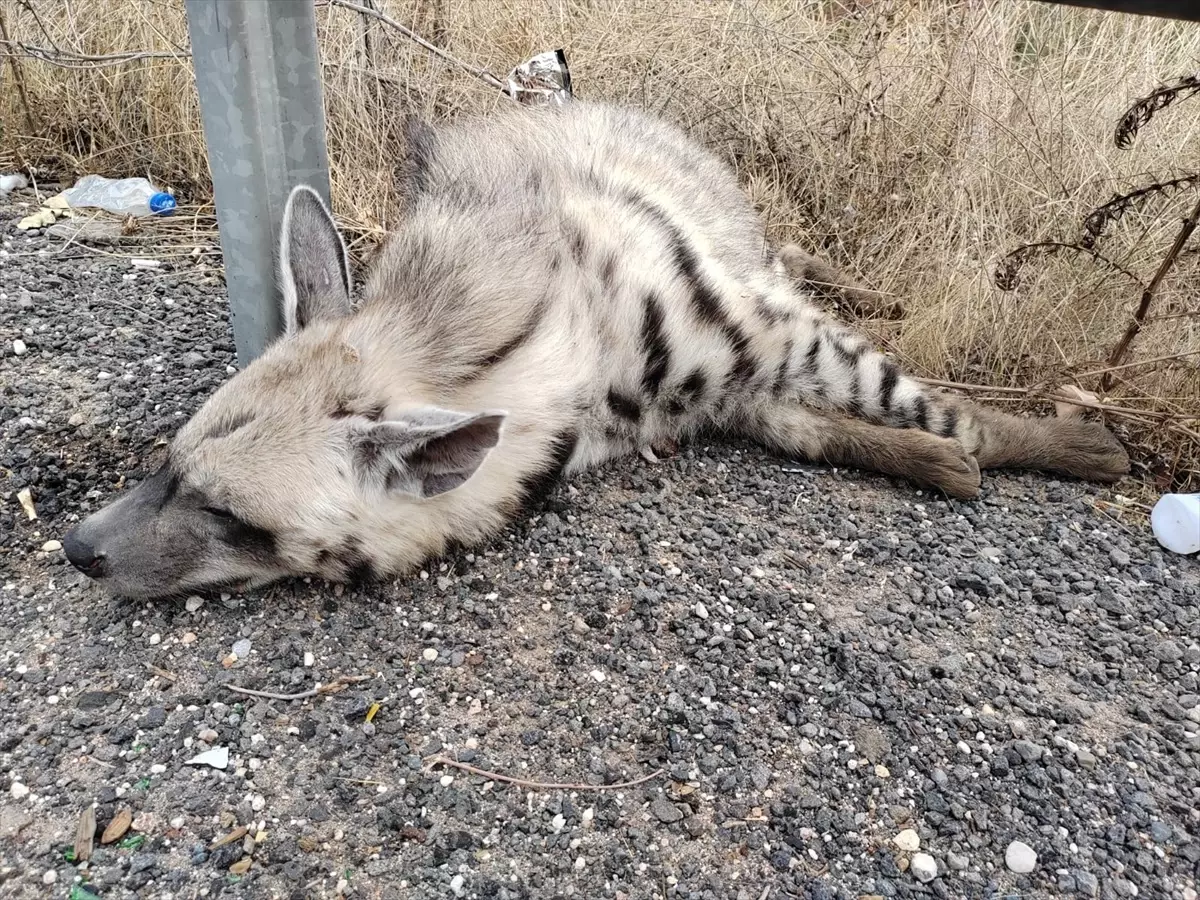 Halfeti’de Çizgili Sırtlan Ölü Bulundu